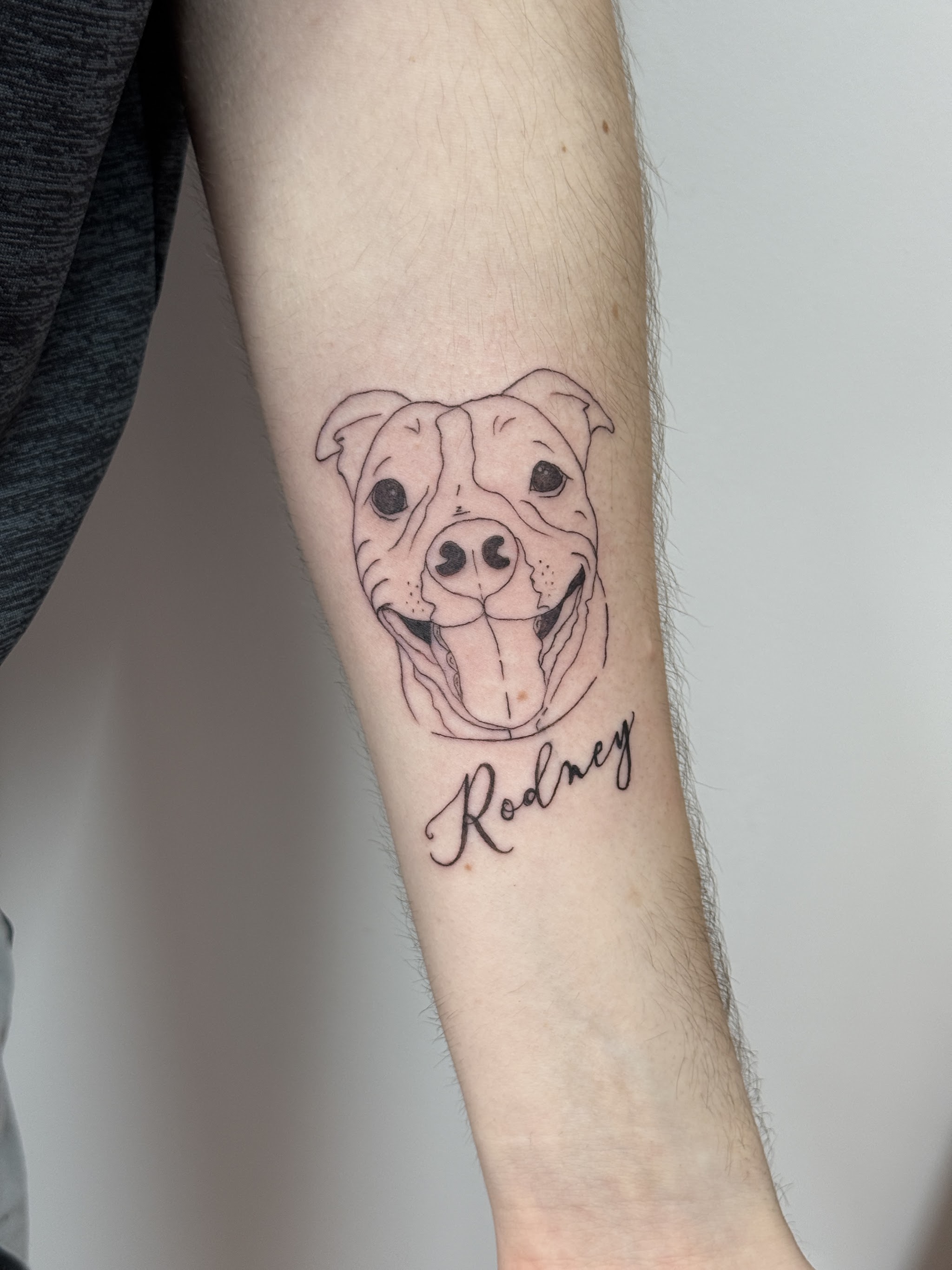 Fine line dog portrait tattoo with the name Rodney on a forearm